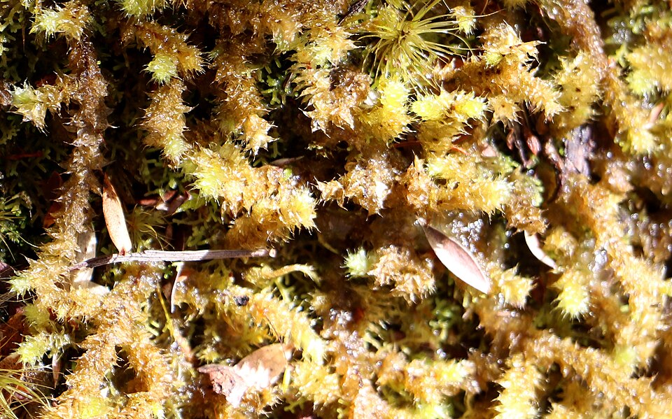 Ptychomnion aciculare (pipe-cleaner moss) (alternate view 2)