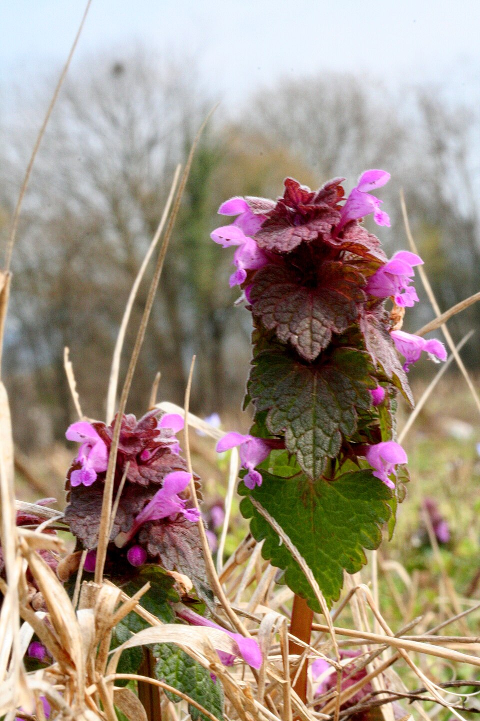 Lamium purpureum (red deadnettle)