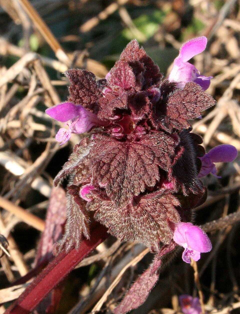 Lamium purpureum (red deadnettle)