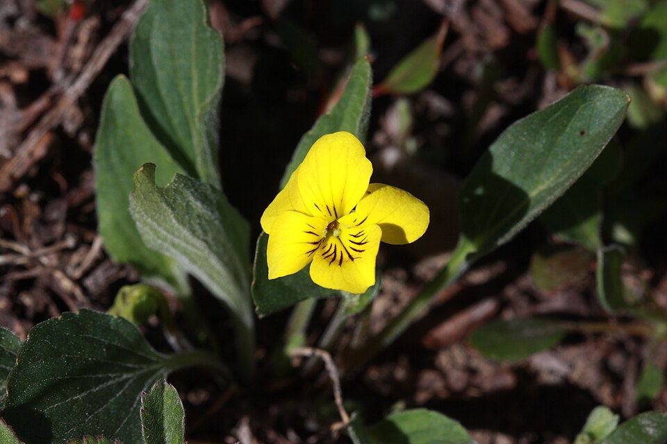 Viola praemorsa (Prairie Violet) (alternate view 7)