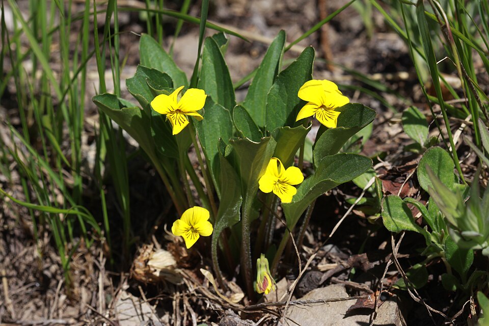 Viola praemorsa (Prairie Violet) (alternate view 8)