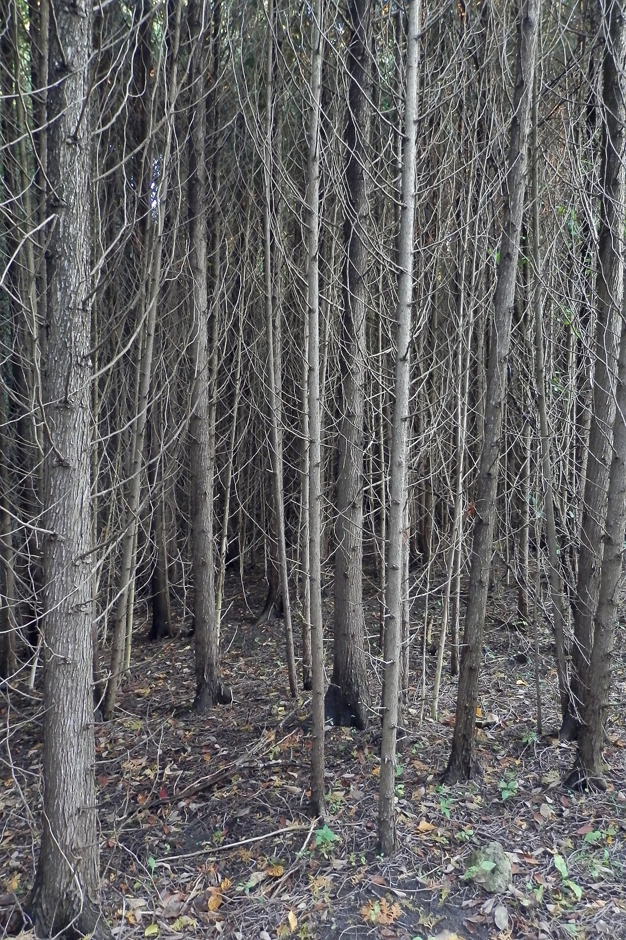 Thuja occidentalis, American arborvitae — upright evergreen (Cupressaceae) (image 9 of 10)