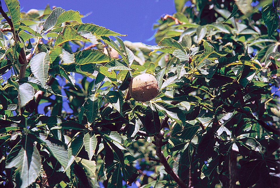 Aesculus glabra (Ohio Buckeye) (alternate view 6)