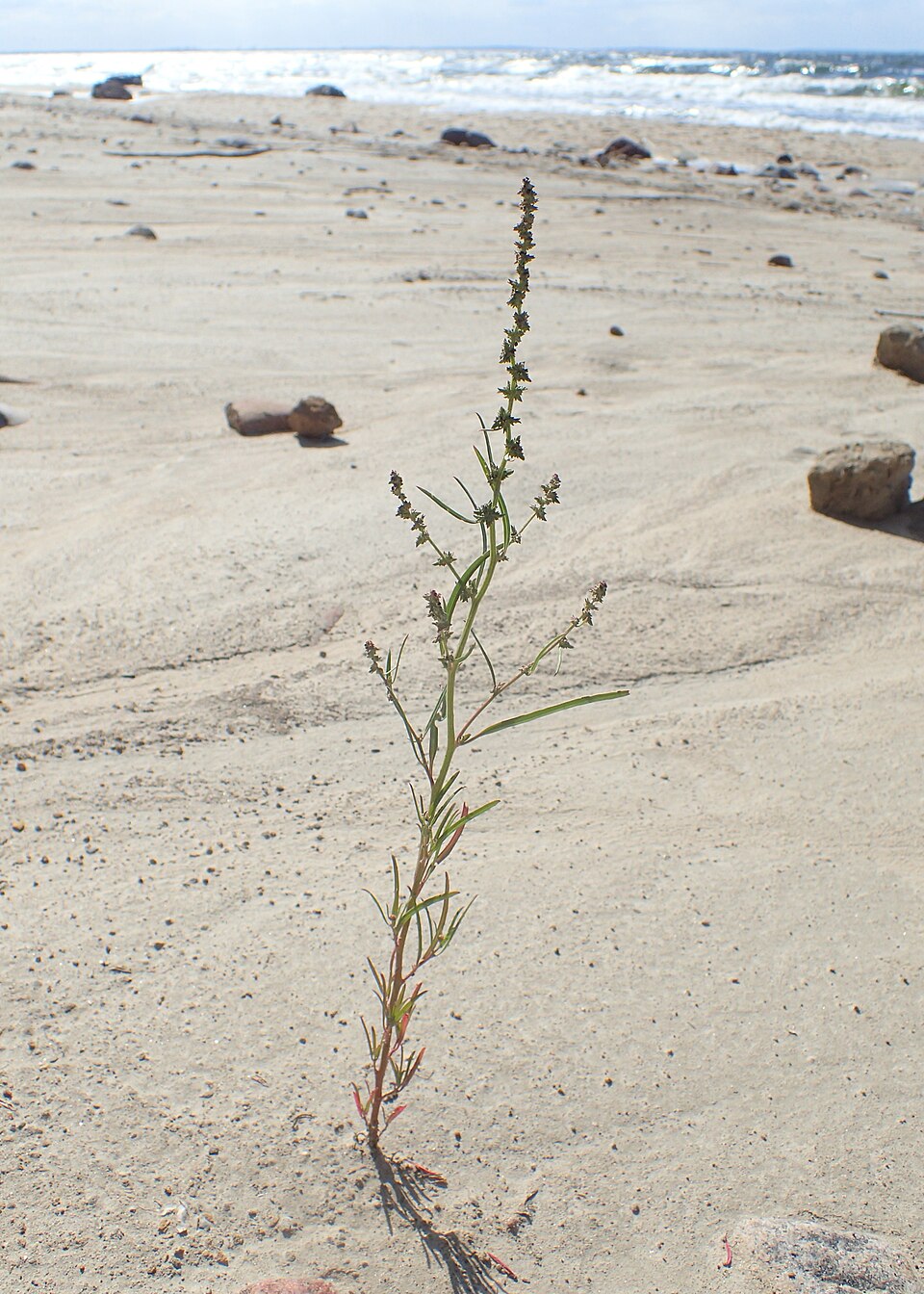 Atriplex littoralis (Grass-leaved Orache)
