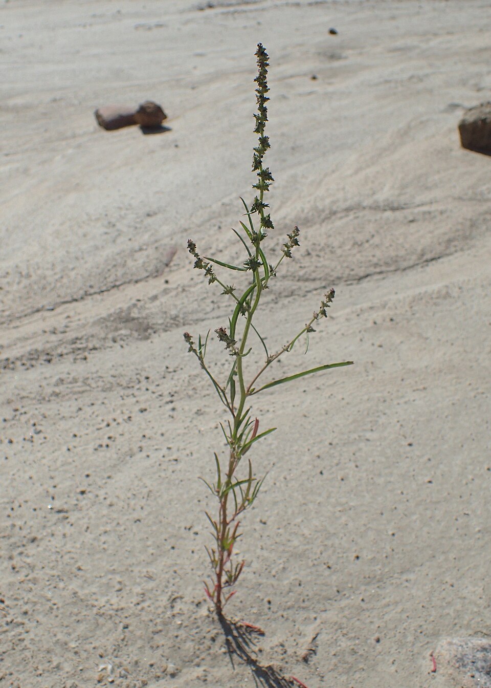 Atriplex littoralis (Grass-leaved Orache)