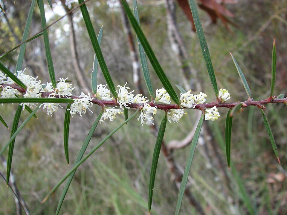Hakea ulicina (Furze Hakea) (alternate view 6)