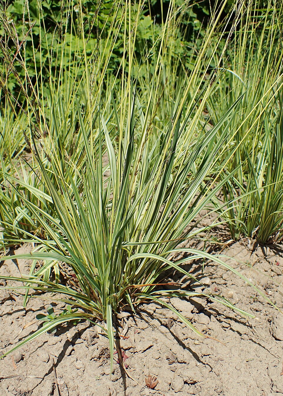 Molinia caerulea 'Variegata' (Variegated Purple Moor Grass) (alternate view 4)