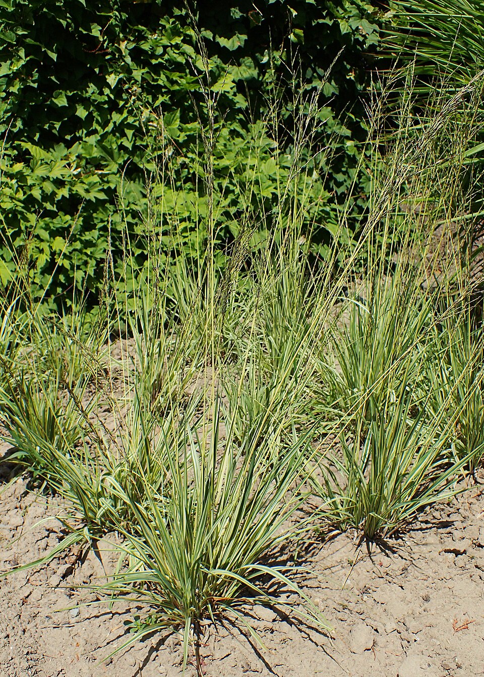 Molinia caerulea 'Variegata' (Variegated Purple Moor Grass) (alternate view 5)