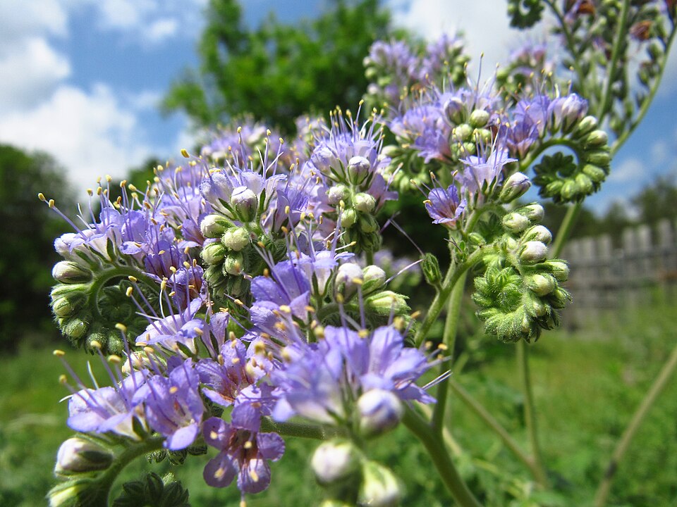 Phacelia congesta (Blue Curls) (alternate view 8)