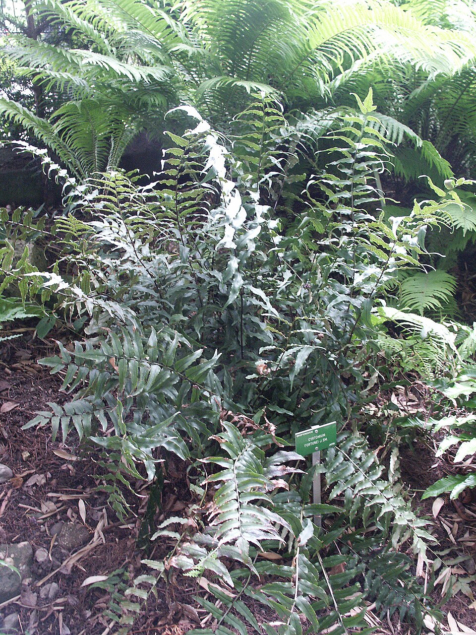 Cyrtomium fortunei (Fortune's Holly Fern) (alternate view 5)