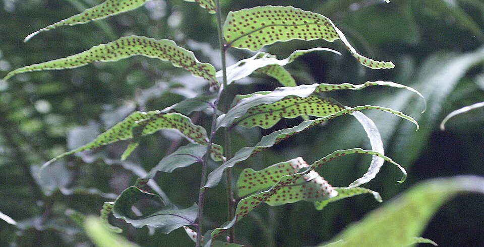 Cyrtomium fortunei (Fortune's Holly Fern) (alternate view 6)