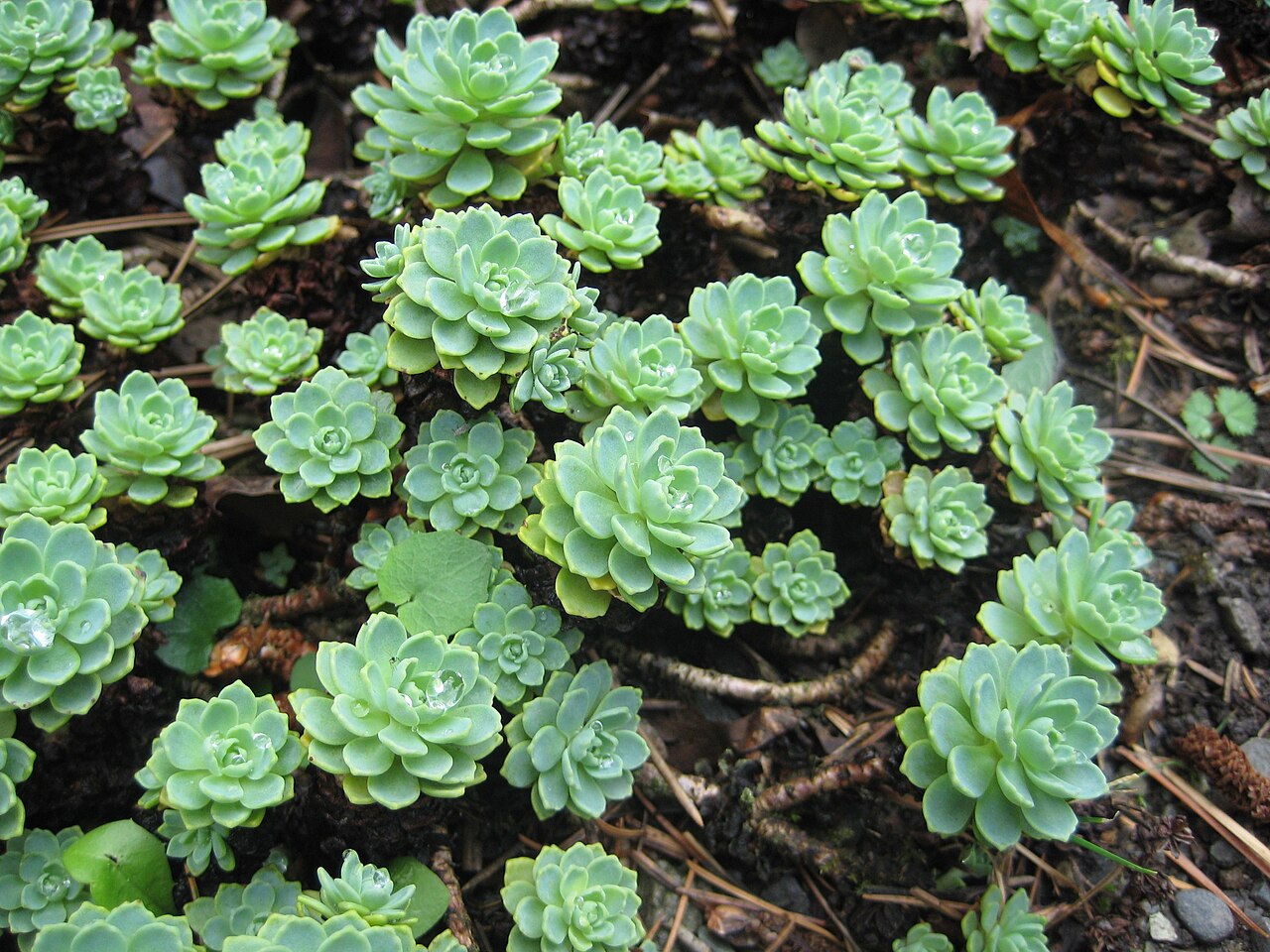 Rhodiola pachyclados (Thick-branched Stonecrop)