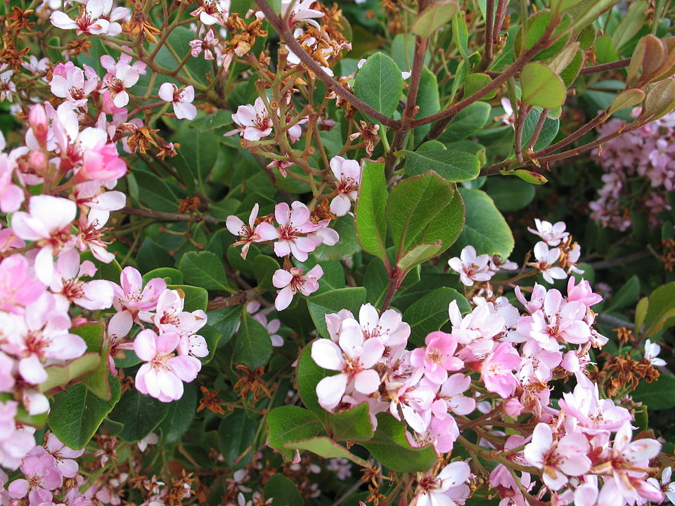 Rhaphiolepis indica (Indian Hawthorn) (alternate view 6)