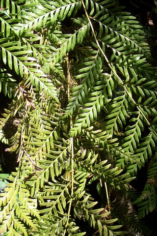 Todea barbara (king fern)