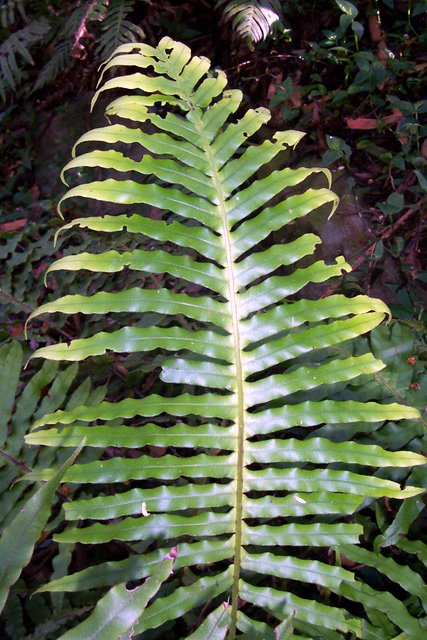 Oceaniopteris cartilaginea (hammock fern) (alternate view 6)