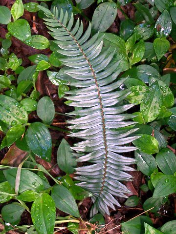 Pellaea falcata (Sickle Fern) (alternate view 2)
