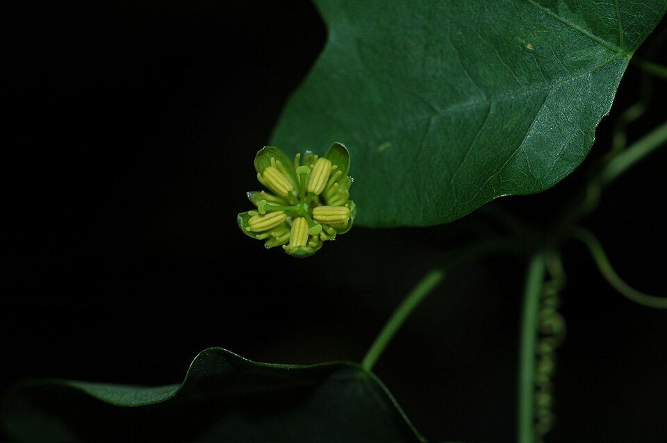 Passiflora lutea (yellow passionflower) (alternate view 4)