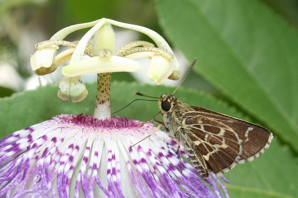 Passiflora incarnata (purple passionflower)