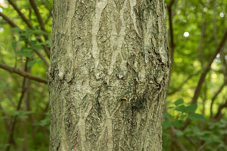 Carpinus cordata (Heartleaf Hornbeam)