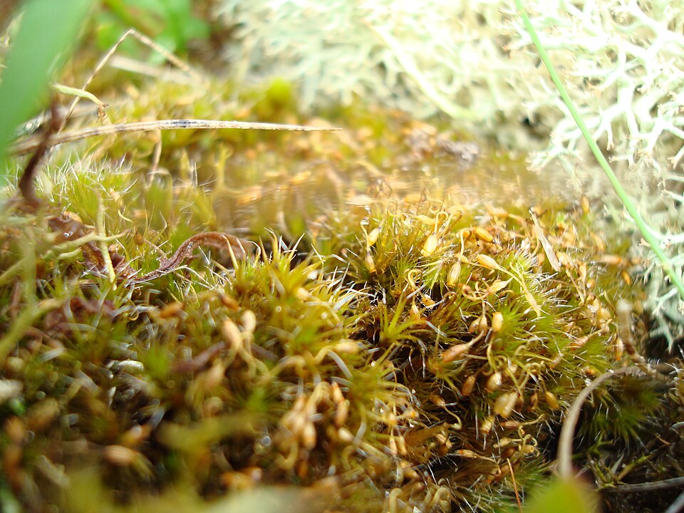 Campylopus introflexus (Heath Star-moss)
