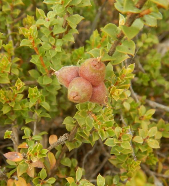 Kunzea pomifera (Muntries) (alternate view 2)