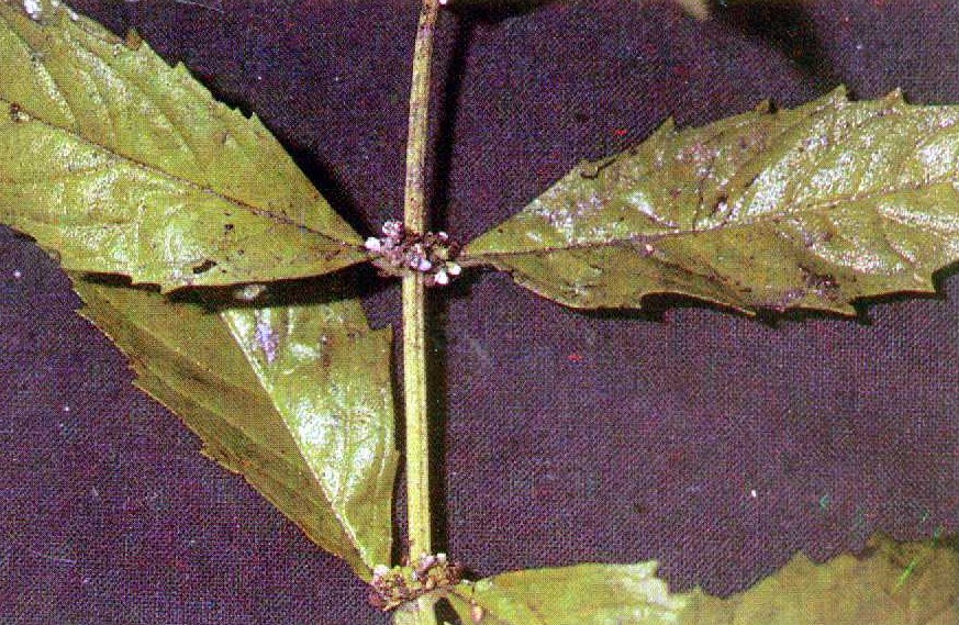 Lycopus uniflorus (northern bugleweed)