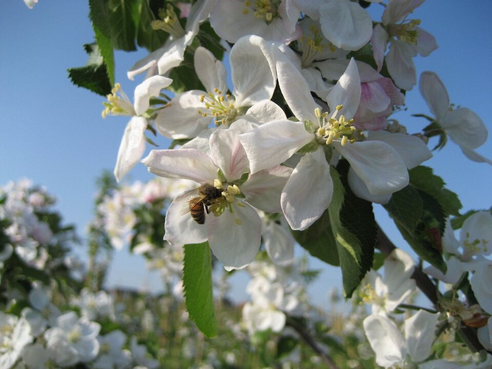Malus domestica (apple) (alternate view 6)