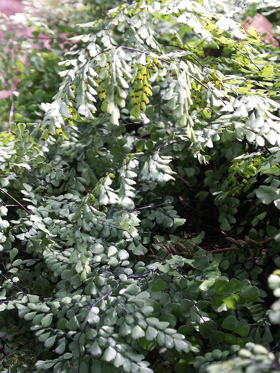 Adiantum venustum (Himalayan maidenhair fern) (alternate view 8)