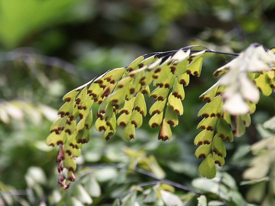 Adiantum venustum (Himalayan maidenhair fern) (alternate view 9)