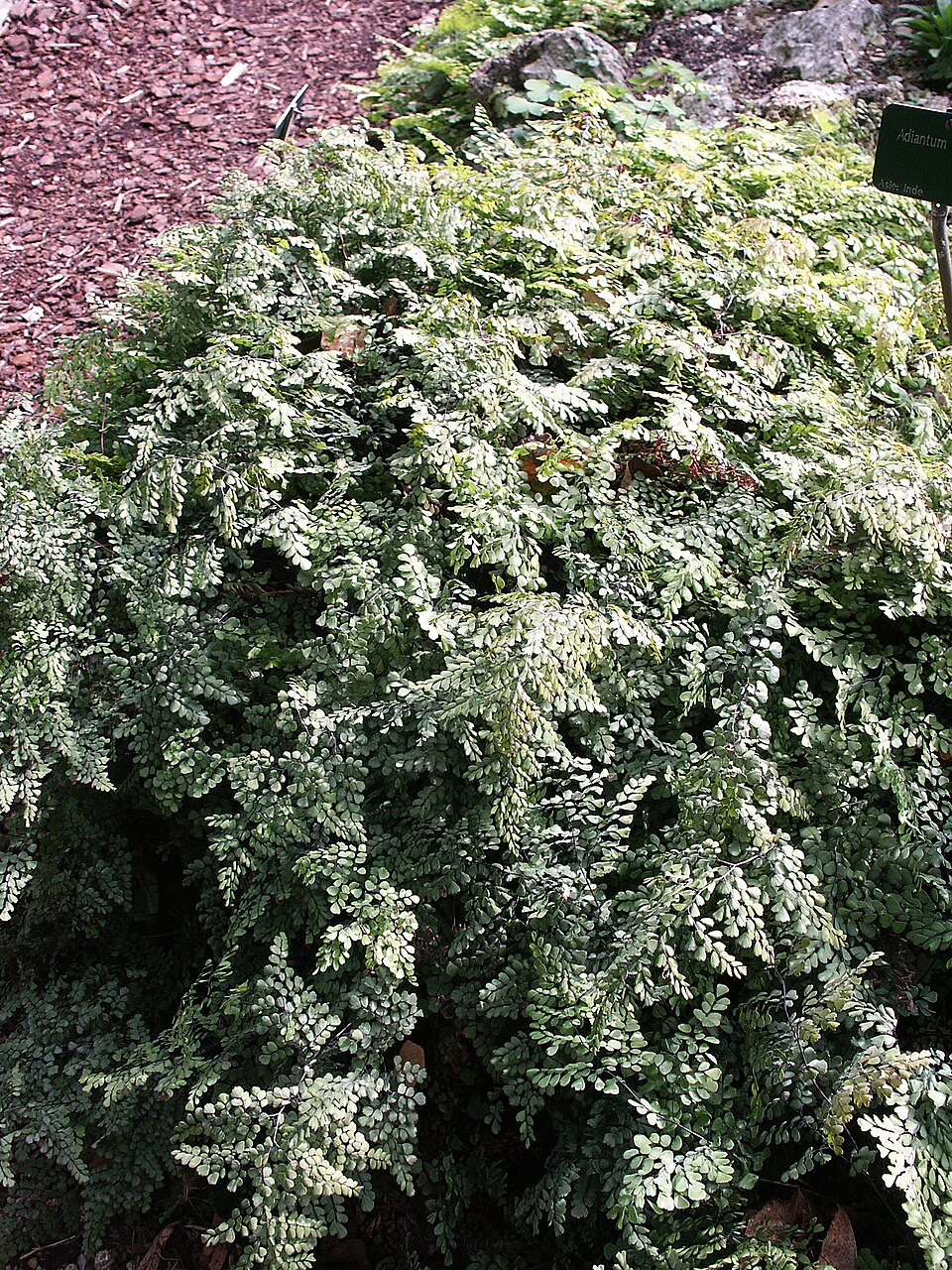 Adiantum venustum (Himalayan maidenhair fern) (alternate view 10)