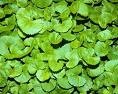 Centella asiatica (Indian pennywort) (alternate view 6)
