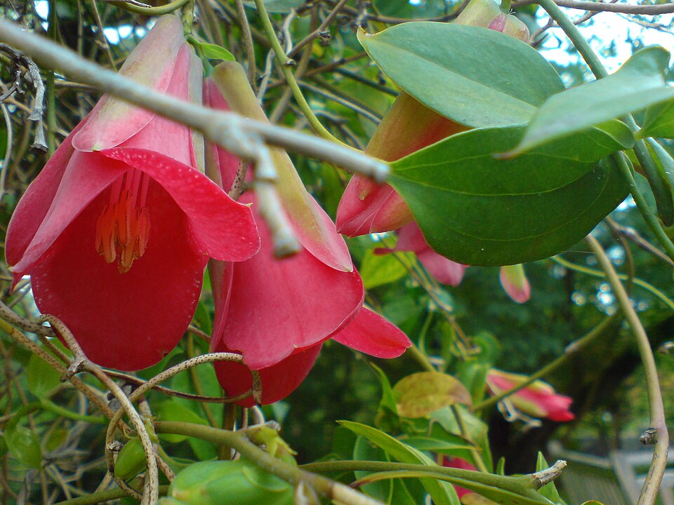 Lapageria rosea (alternate view 7)