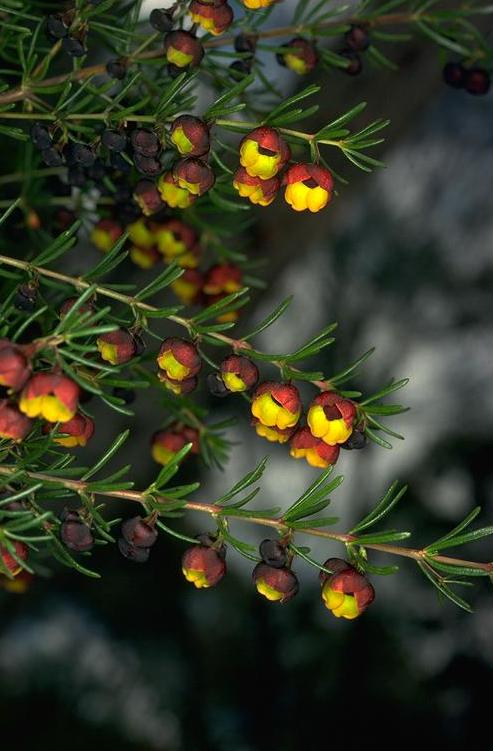 Boronia megastigma, Brown boronia — upright evergreen (Rutaceae) (image 3 of 10)