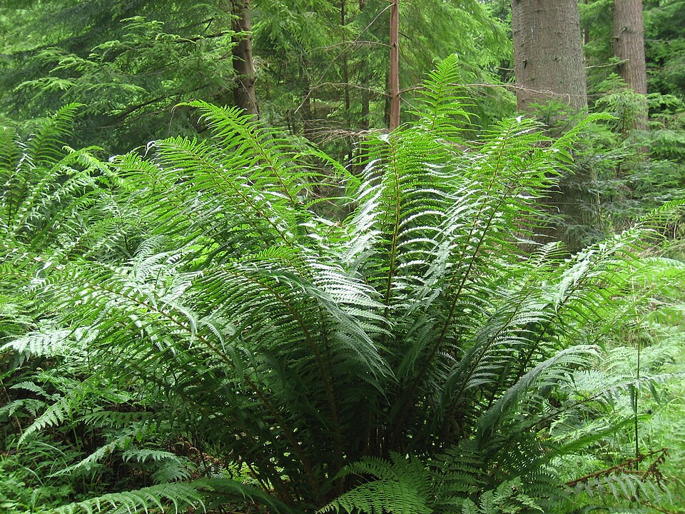 Dryopteris affinis (Golden-scaled Male-fern)