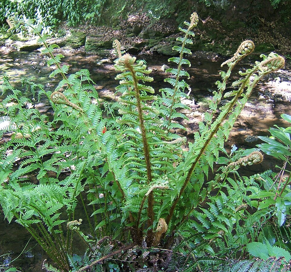 Dryopteris affinis (Golden-scaled Male-fern)