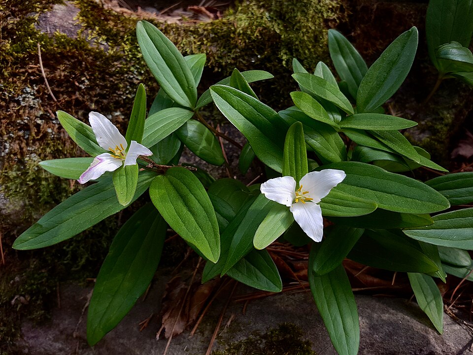 Trillium pusillum (Dwarf Trillium) (alternate view 8)