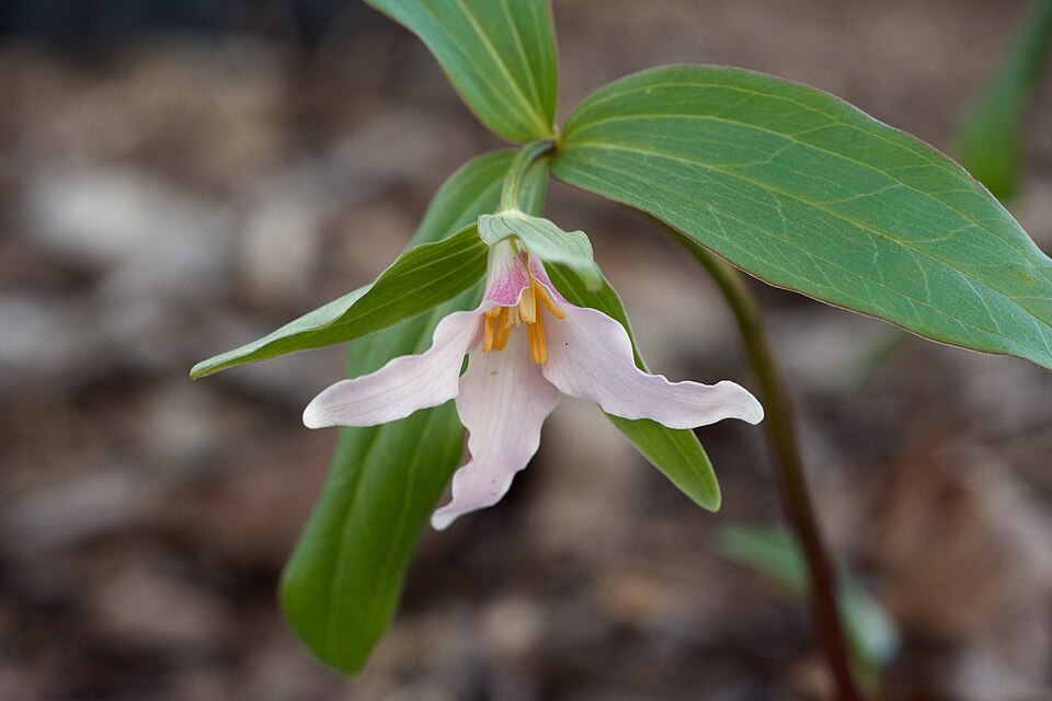 Trillium pusillum (Dwarf Trillium) (alternate view 9)