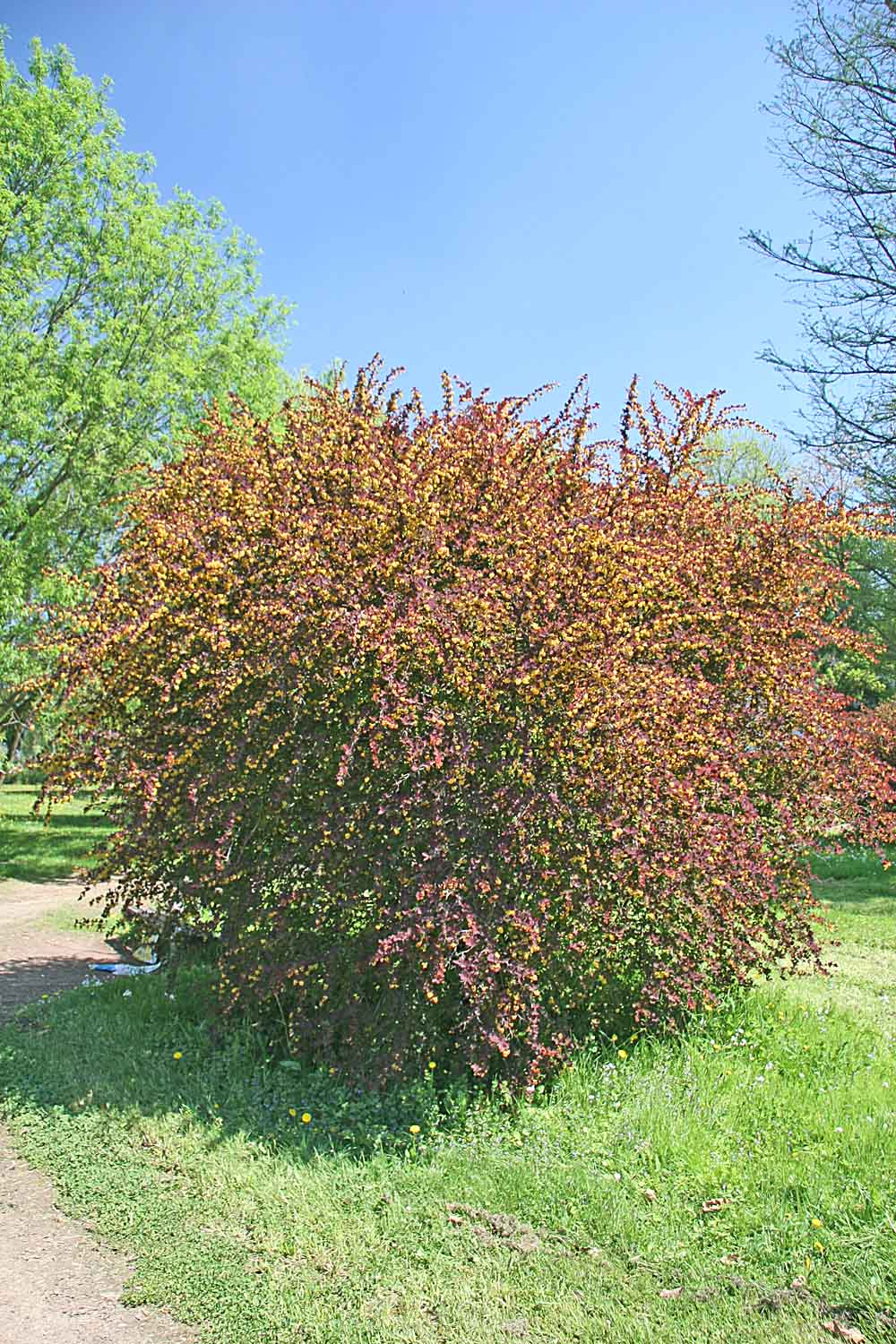 Berberis spp., barberries — mounding (Berberidaceae) (image 10 of 15)