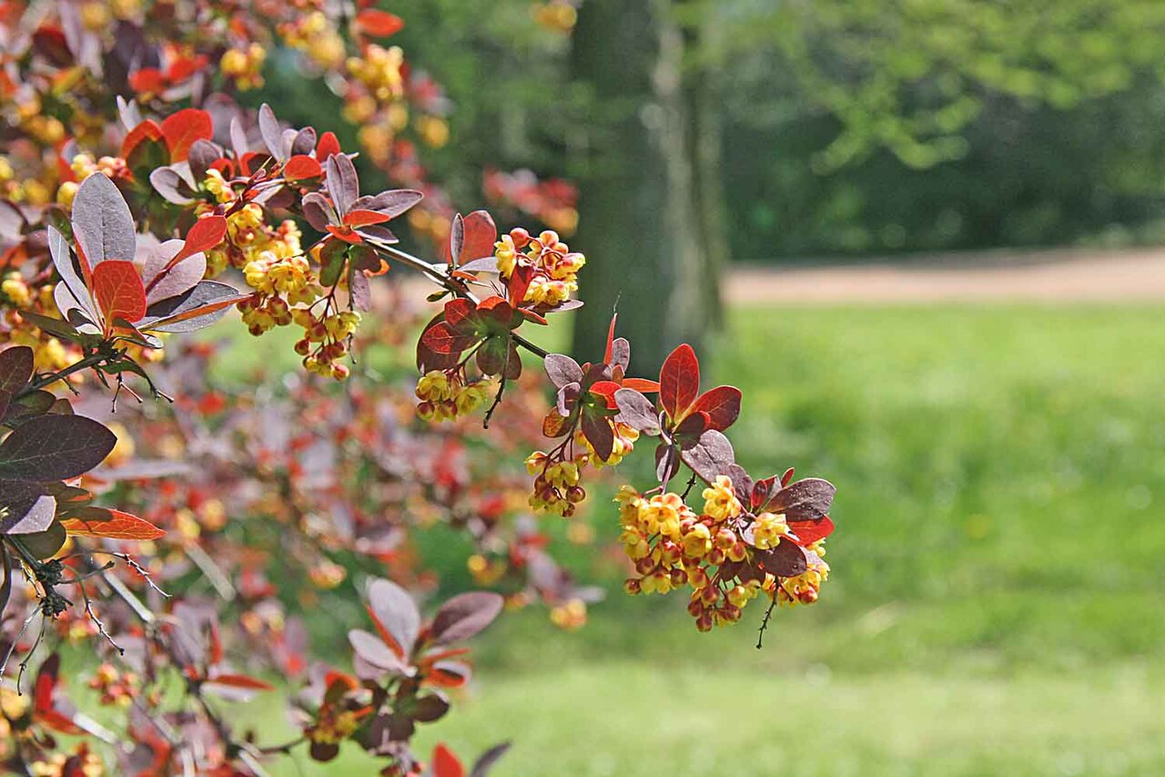Berberis thunbergii 'Atropurpurea', Purple Japanese barberry — mounding deciduous (Berberidaceae) (image 2 of 10)