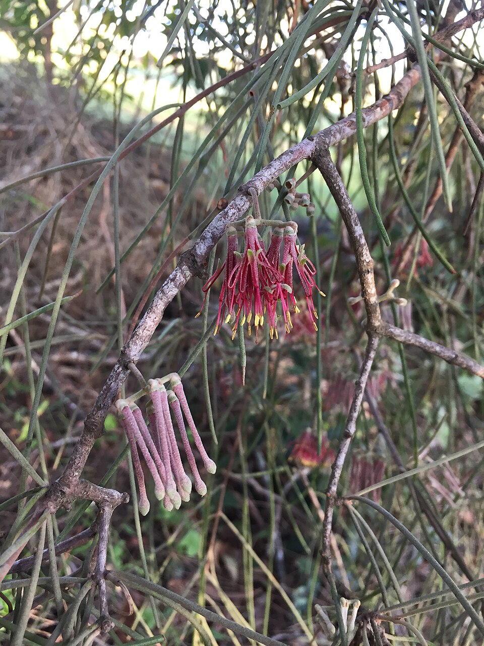 Amyema cambagei (needle-leaf mistletoe) (alternate view 7)