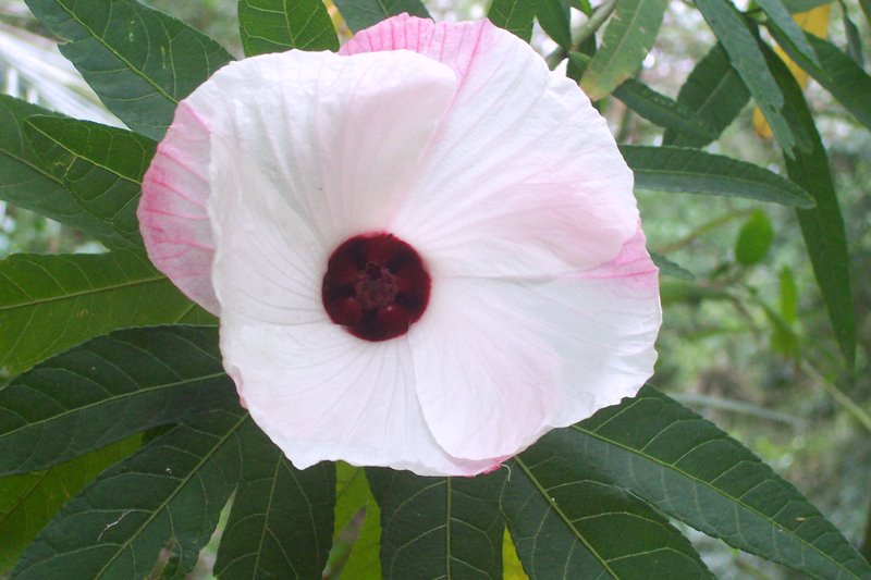 Hibiscus heterophyllus (Rosella) (alternate view 10)