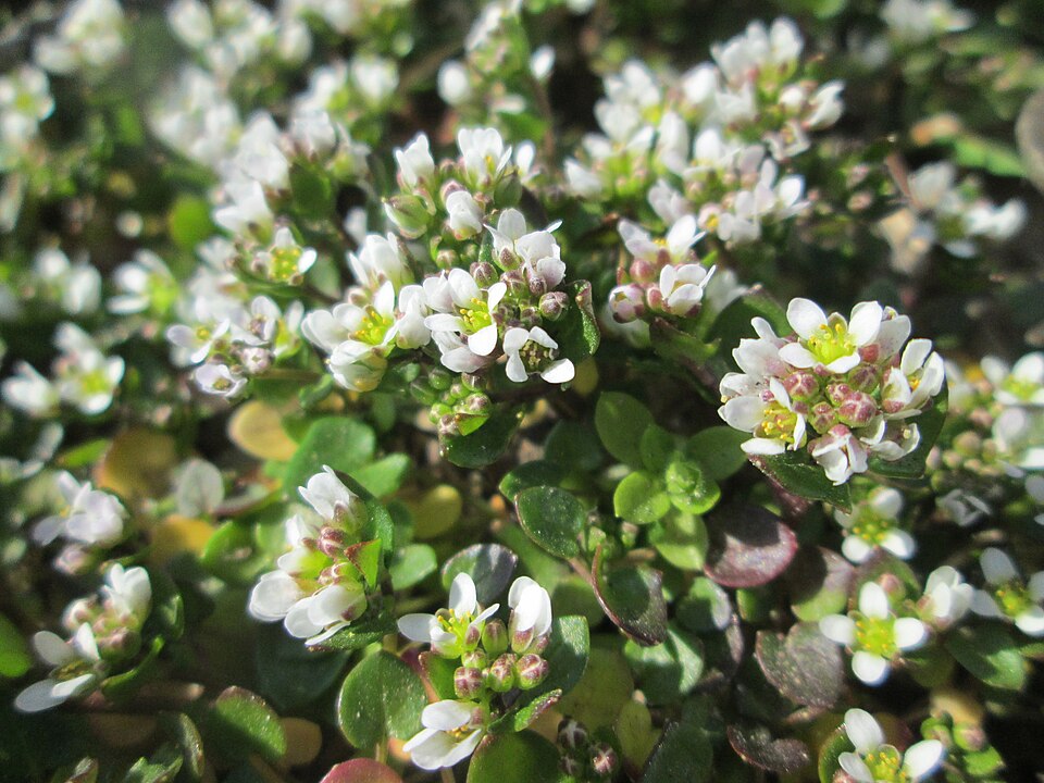 Cochlearia danica (Danish Scurvy-grass)
