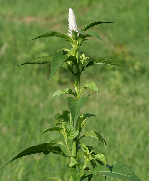 Celosia argentea (Cockscomb) (alternate view 10)