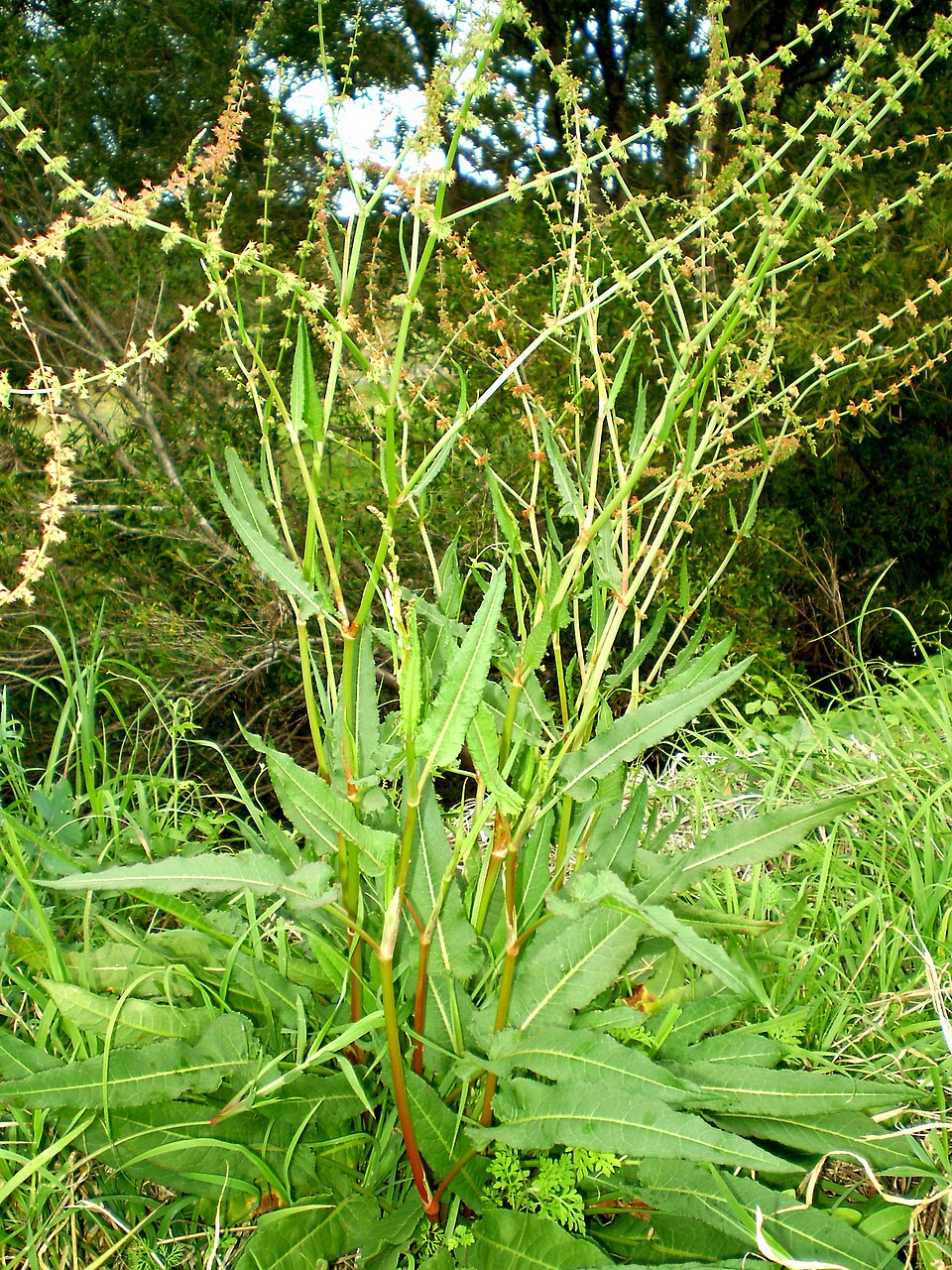 Rumex brownii (Slender Dock)