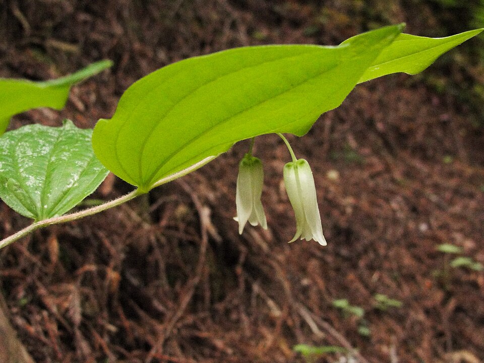 Prosartes smithii (Largeflower Fairybells) (alternate view 6)