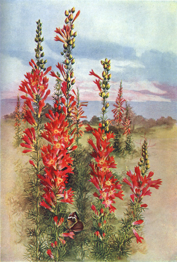 Ipomopsis rubra (standing cypress) (alternate view 6)