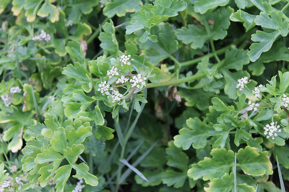 Apium prostratum (Sea Celery) (alternate view 9)