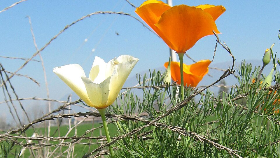 Eschscholzia californica (California poppy) (alternate view 6)
