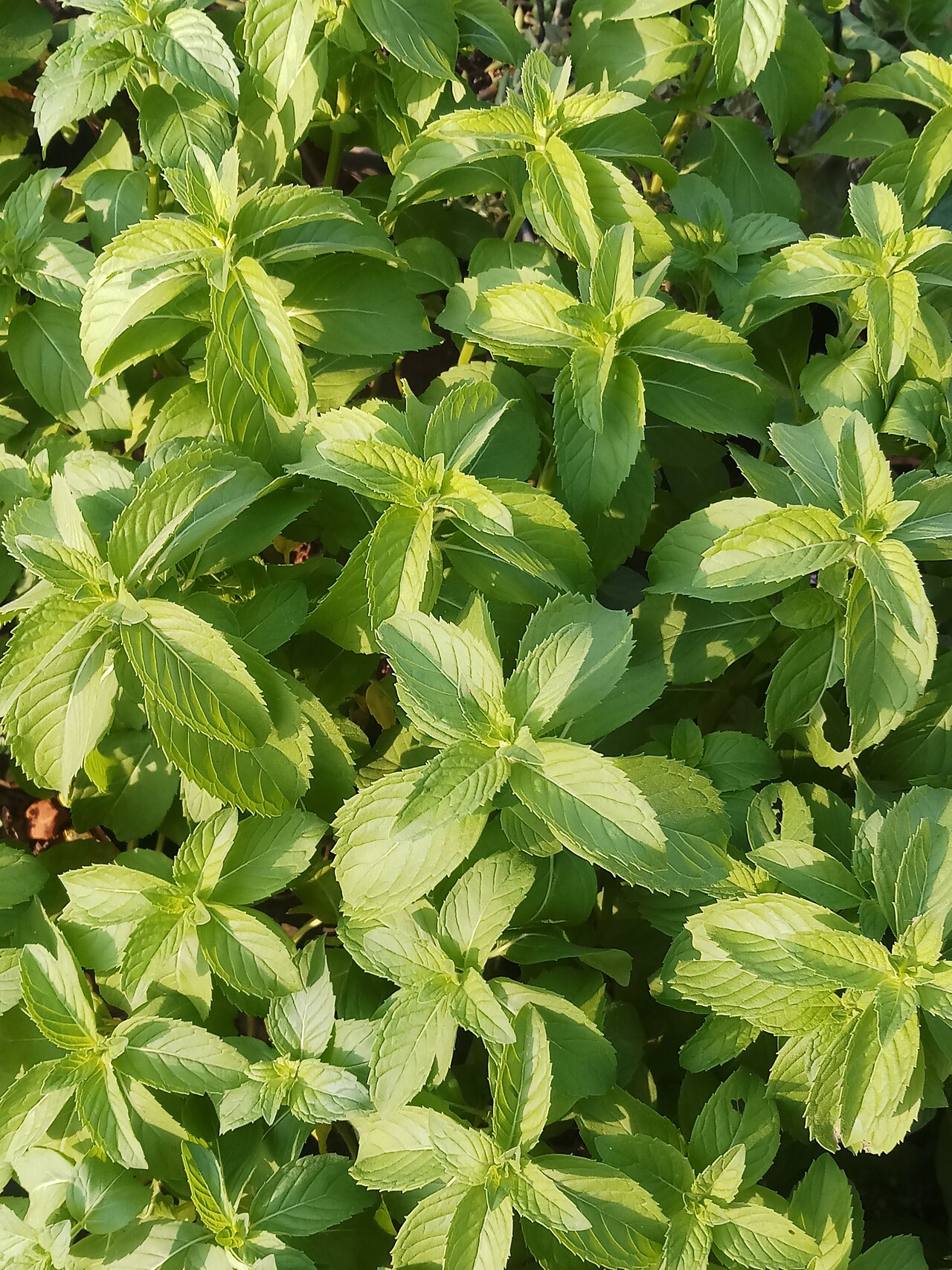 Ocimum × citriodorum (Lemon Basil)