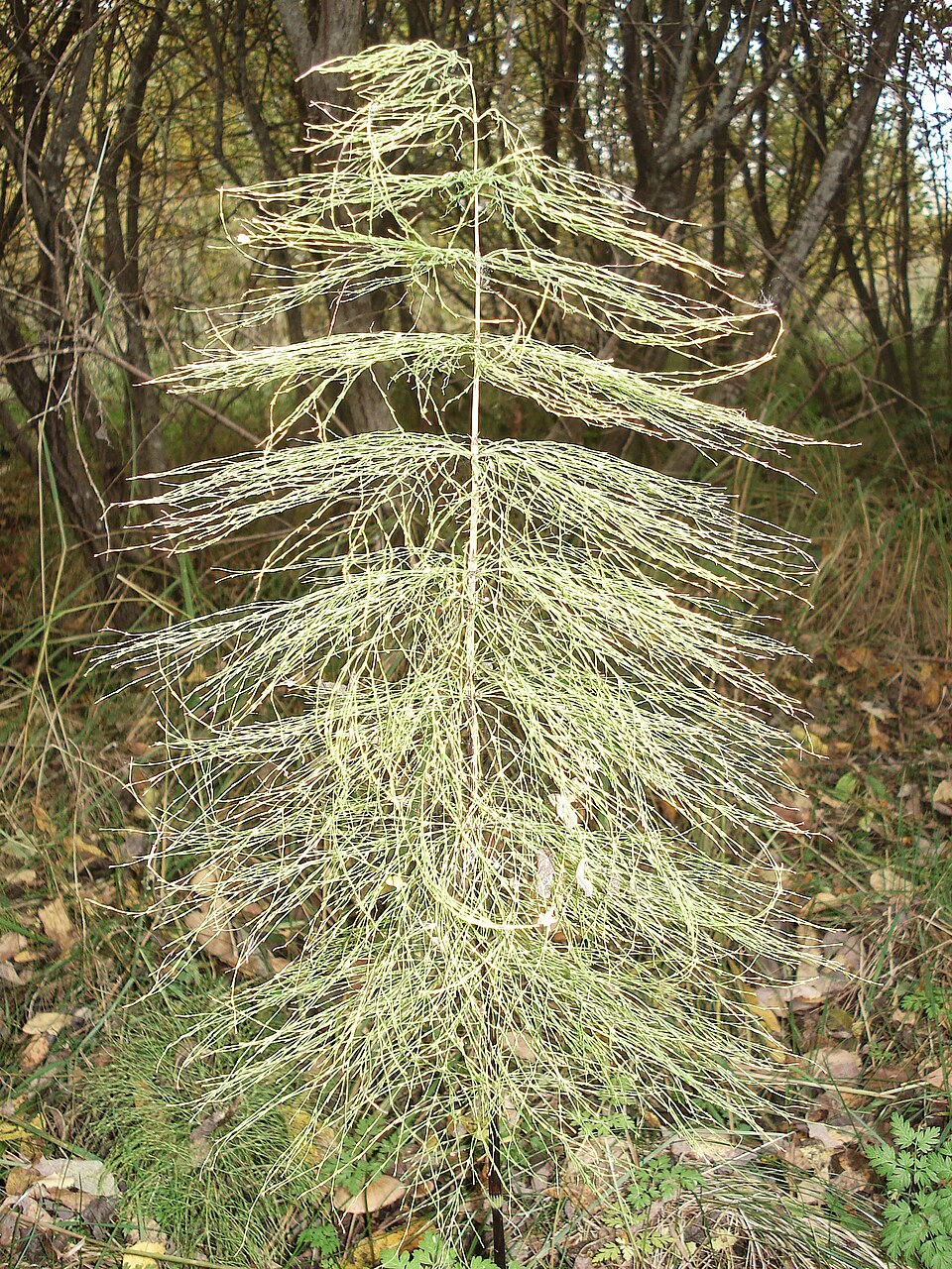Equisetum sylvaticum (wood horsetail)